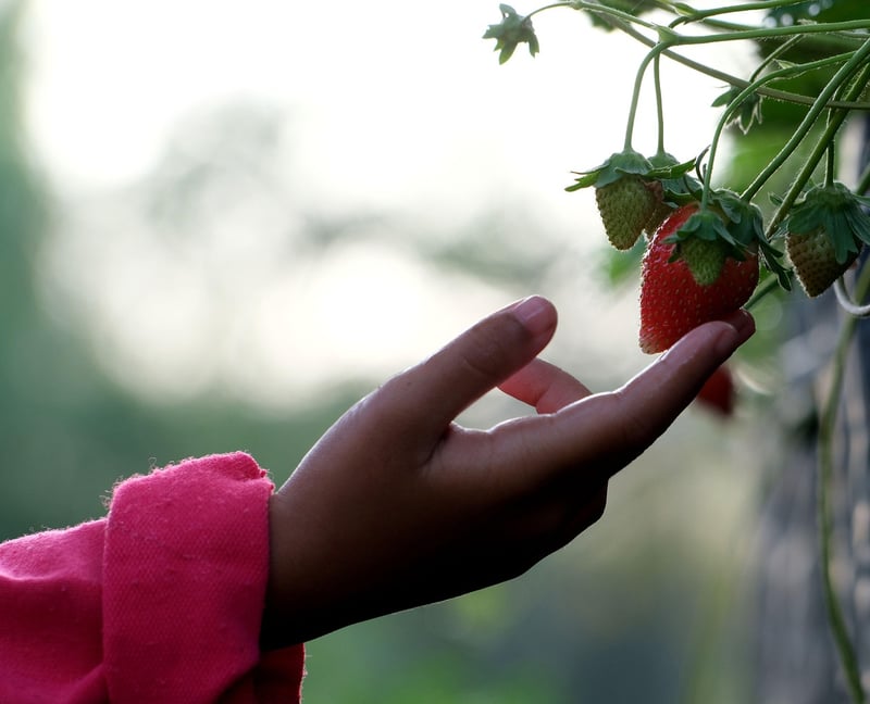 Fruit Picking Techniques
