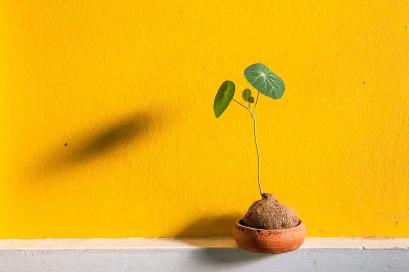 Upcycled Plant Pots